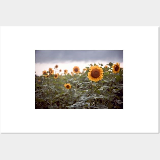 Sunflowers Wall Art by jswolfphoto